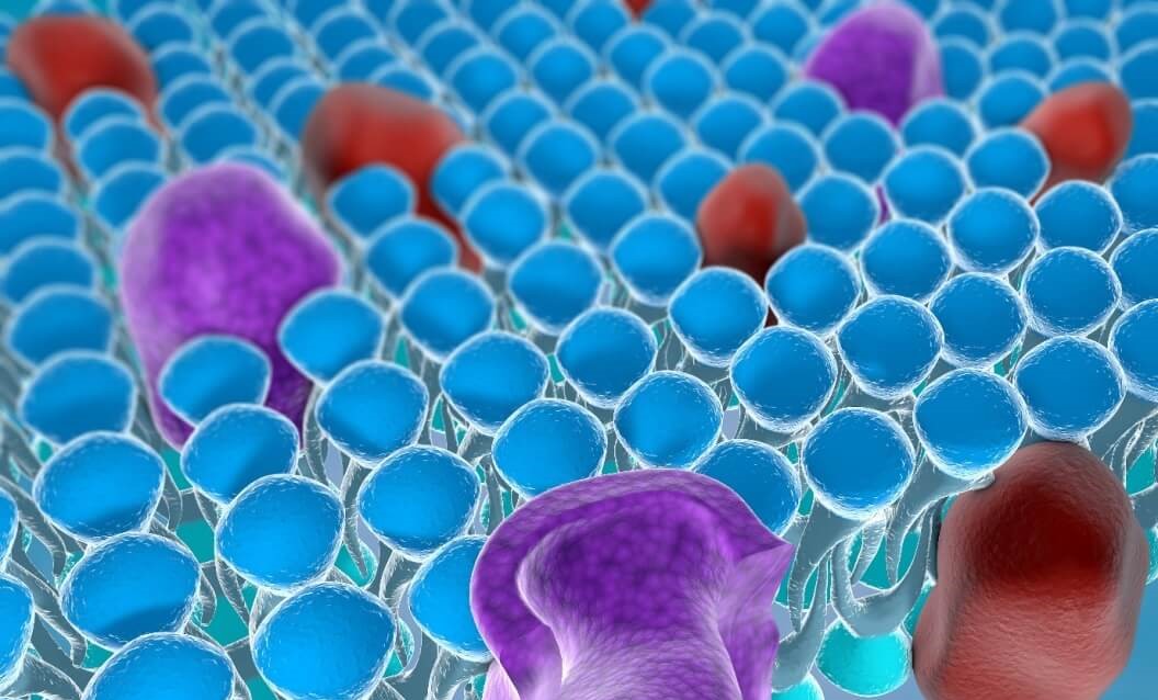 Cell membrane illustration 